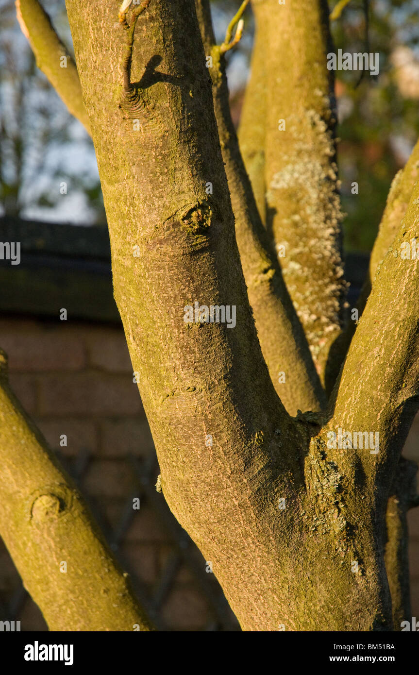 Les branches d'arbres dans la lumière au coucher du soleil Banque D'Images