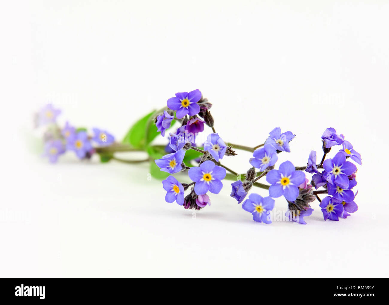 Bleu douce fleur m'oublie pas Banque D'Images