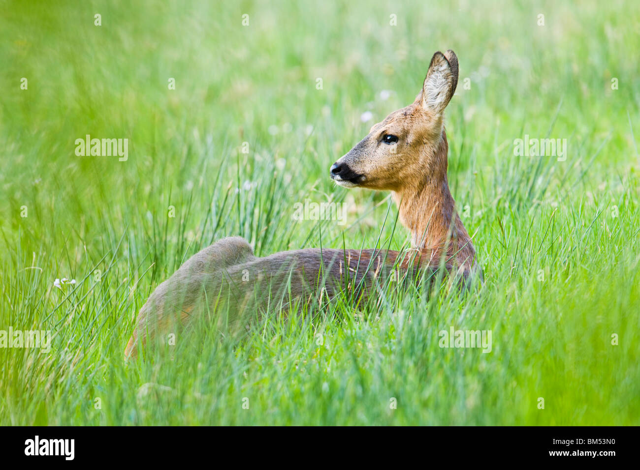 Chevreuil biche reposant dans le pré Banque D'Images