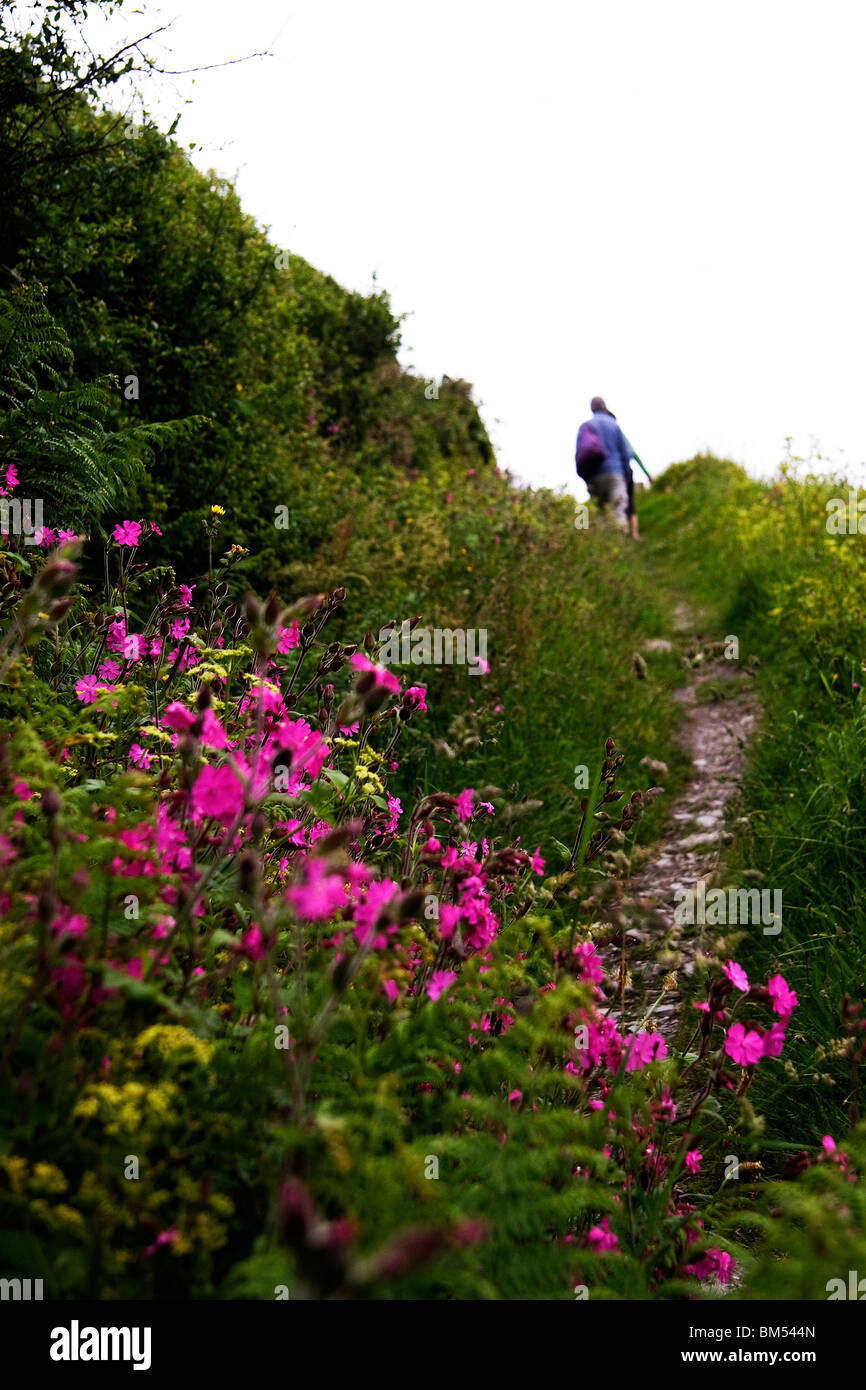 Un couple marche le long d'une voie de pays sur les collines au-dessus de fleurs sauvages Polperro en fleur Banque D'Images