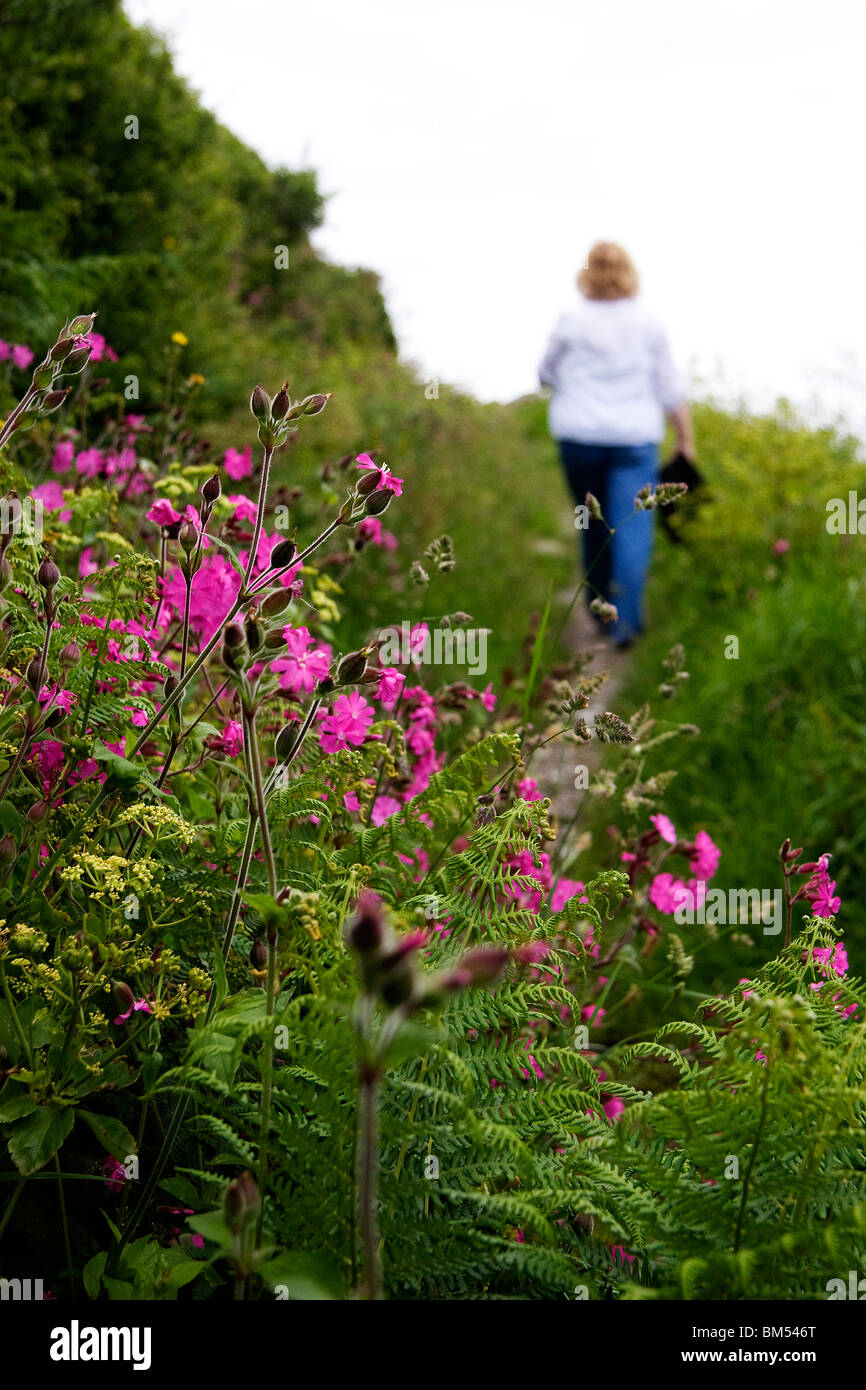 Une femme marche le long d'une voie de pays sur les collines au-dessus de fleurs sauvages Polperro en fleur Banque D'Images
