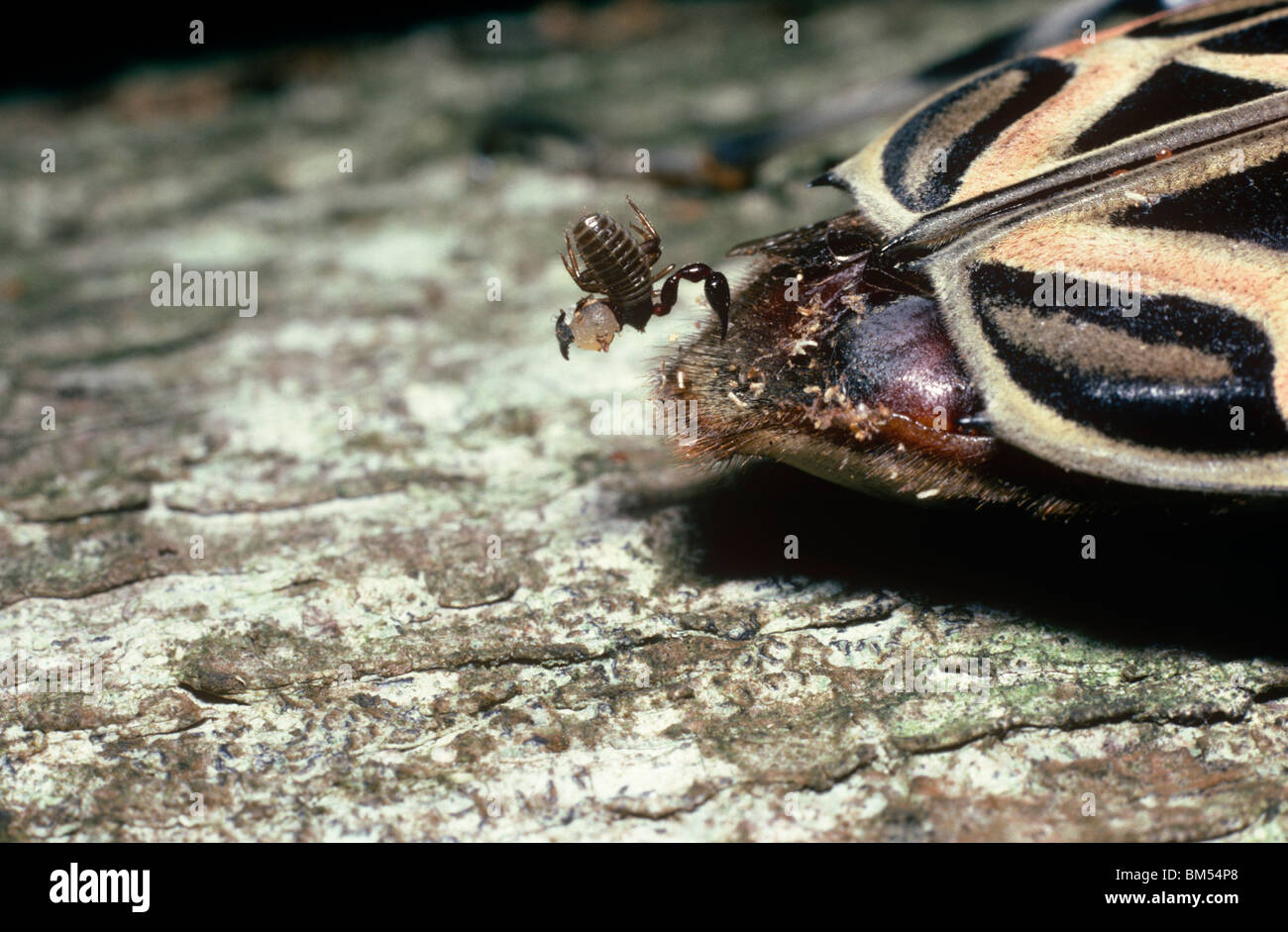 Pseudoscorpion (femme Cordylochrenes scorpioides) l'attelage d'une tour sur la partie arrière d'un scarabée arlequin Trinité Banque D'Images
