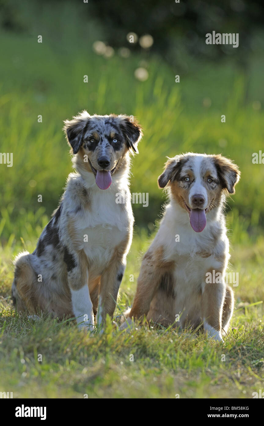 Berger Australien (Canis lupus familiaris). Jeune chien et chiot assis sur un pré. Banque D'Images