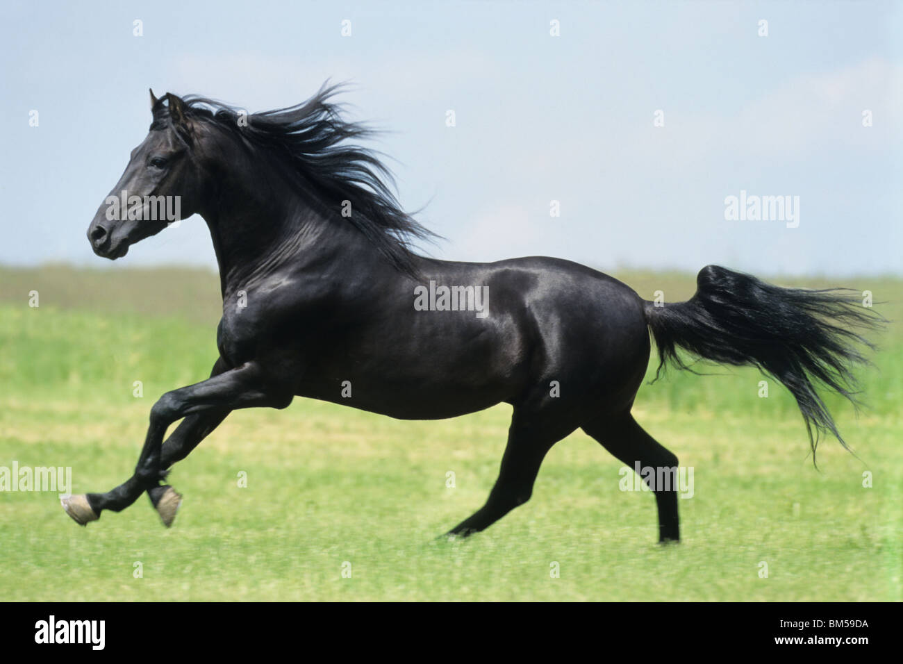 Cheval frison (Equus ferus caballus). Le galop étalon sur un pré. Banque D'Images