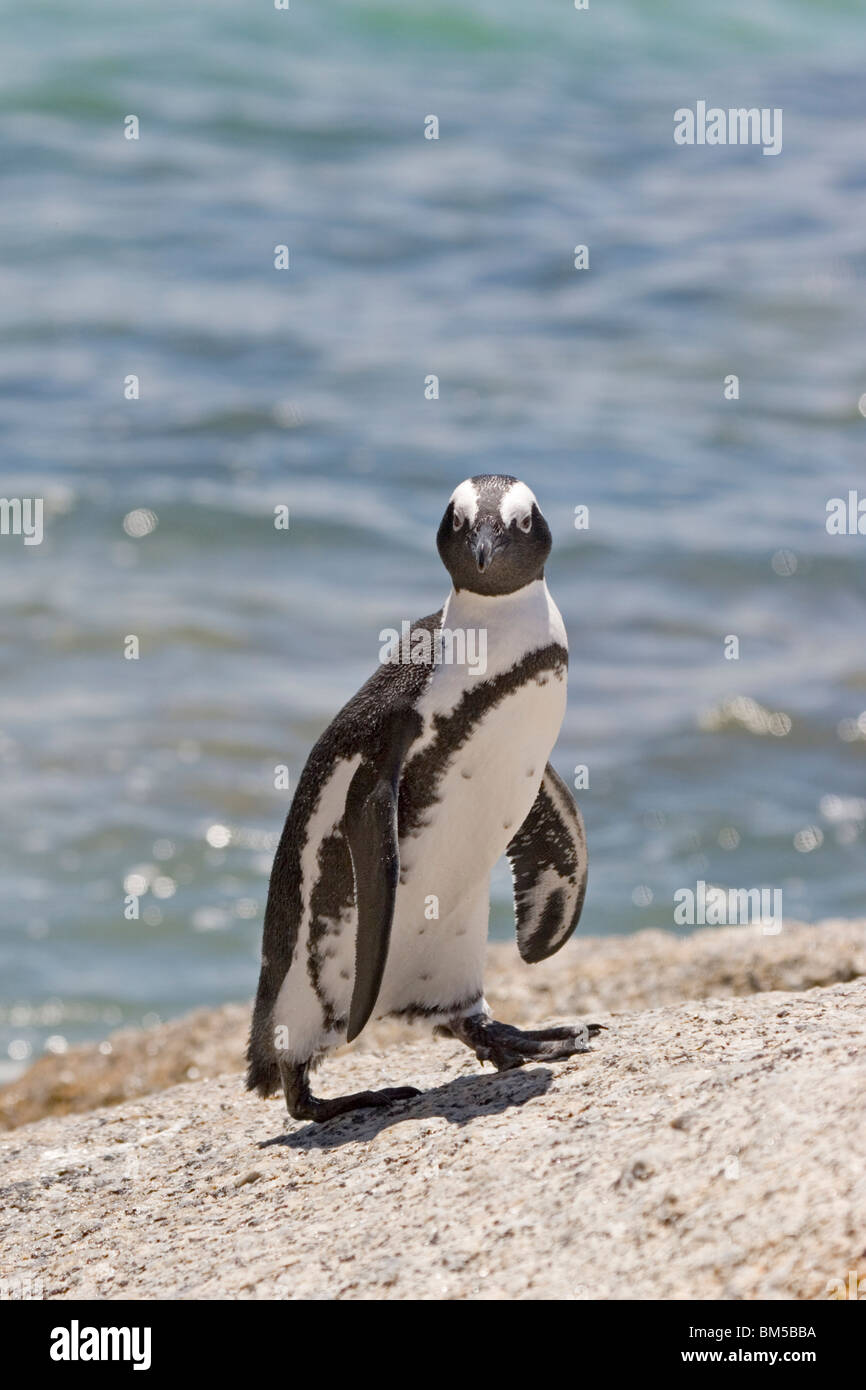 Putois penguin, Afrique du Sud / Spheniscus demersus Banque D'Images