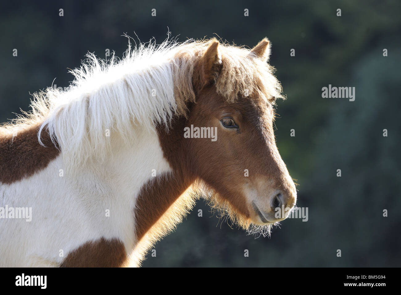 Cheval islandais (Equus ferus caballus), portrait d'un poulain pinto. Banque D'Images