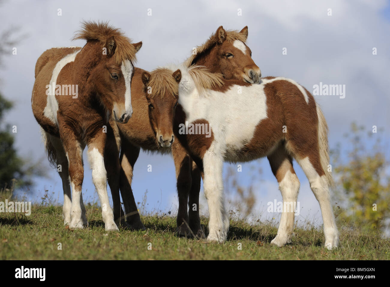 Cheval islandais (Equus ferus caballus). Trois poulains sur un pâturage. Banque D'Images