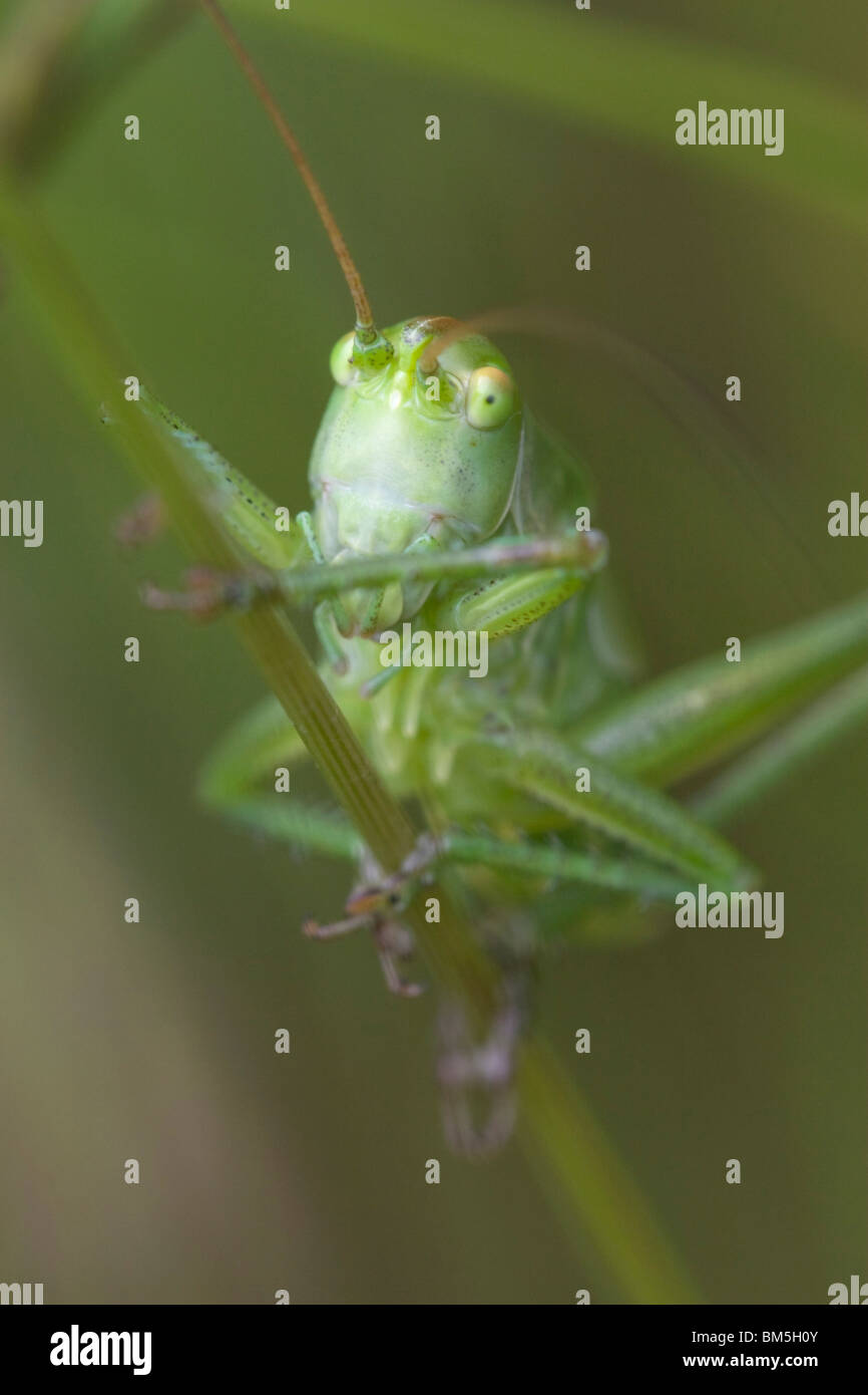 Grand green bush cricket Banque D'Images