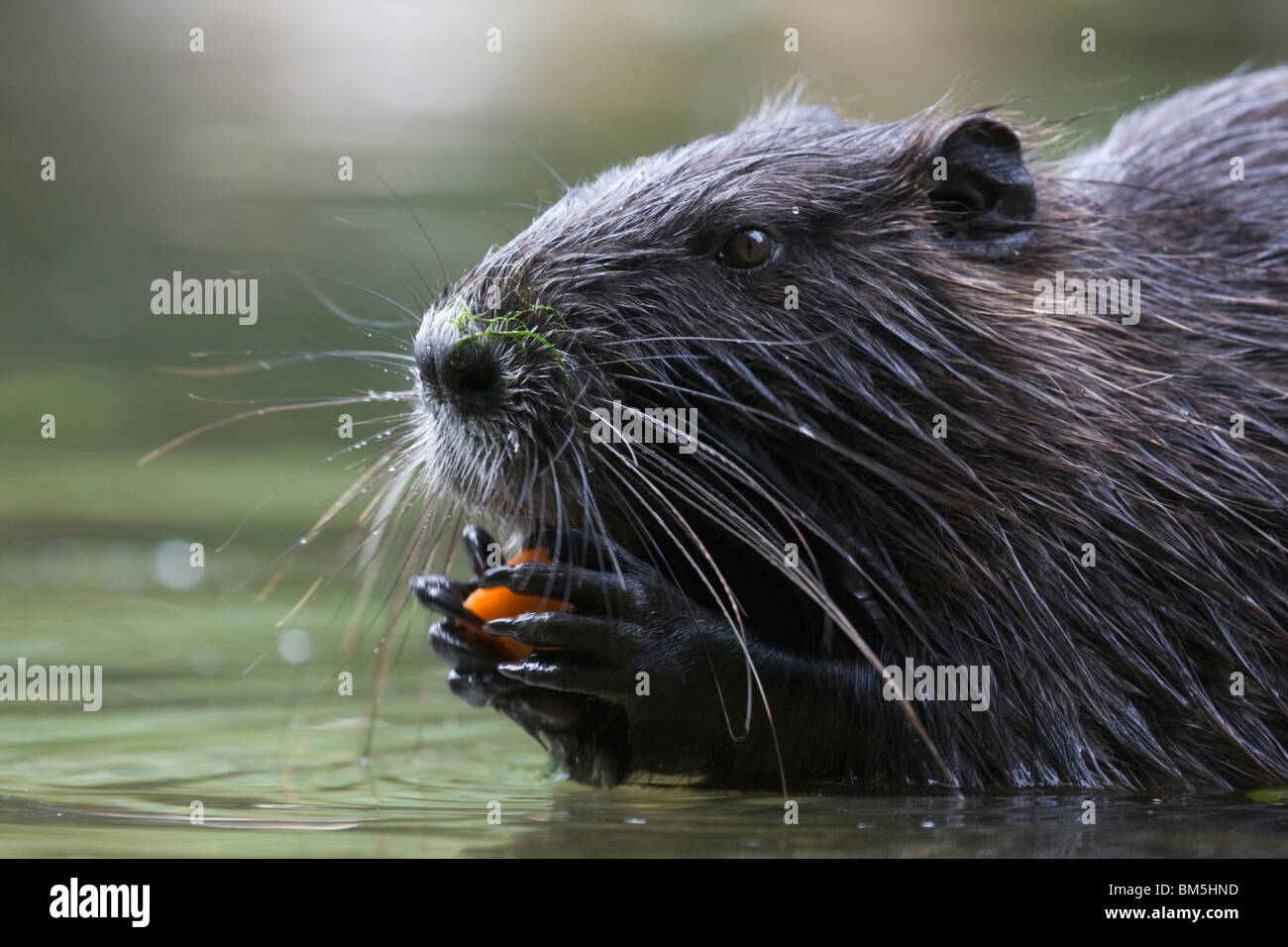 Manger du ragondin Banque de photographies et d’images à haute résolution Alamy