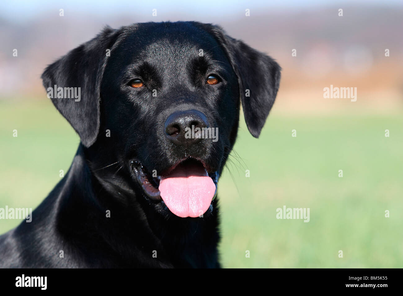 Labrador Retriever Portrait Banque D'Images