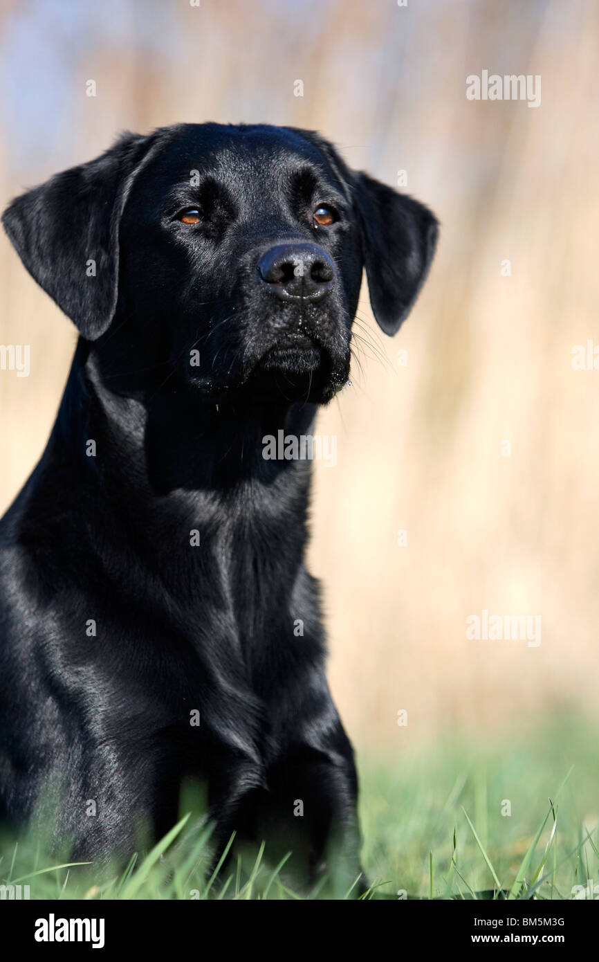 Black labrador retriever Banque de photographies et d’images à haute ...