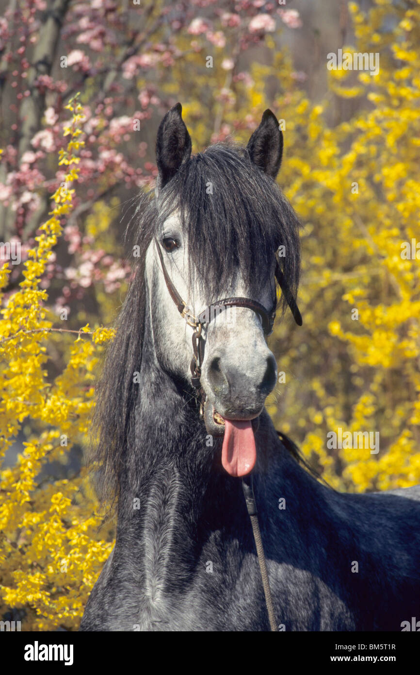 Paso Fino (Equus ferus caballus). Portrait d'un étalon qui sort sa langue maternelle. Banque D'Images
