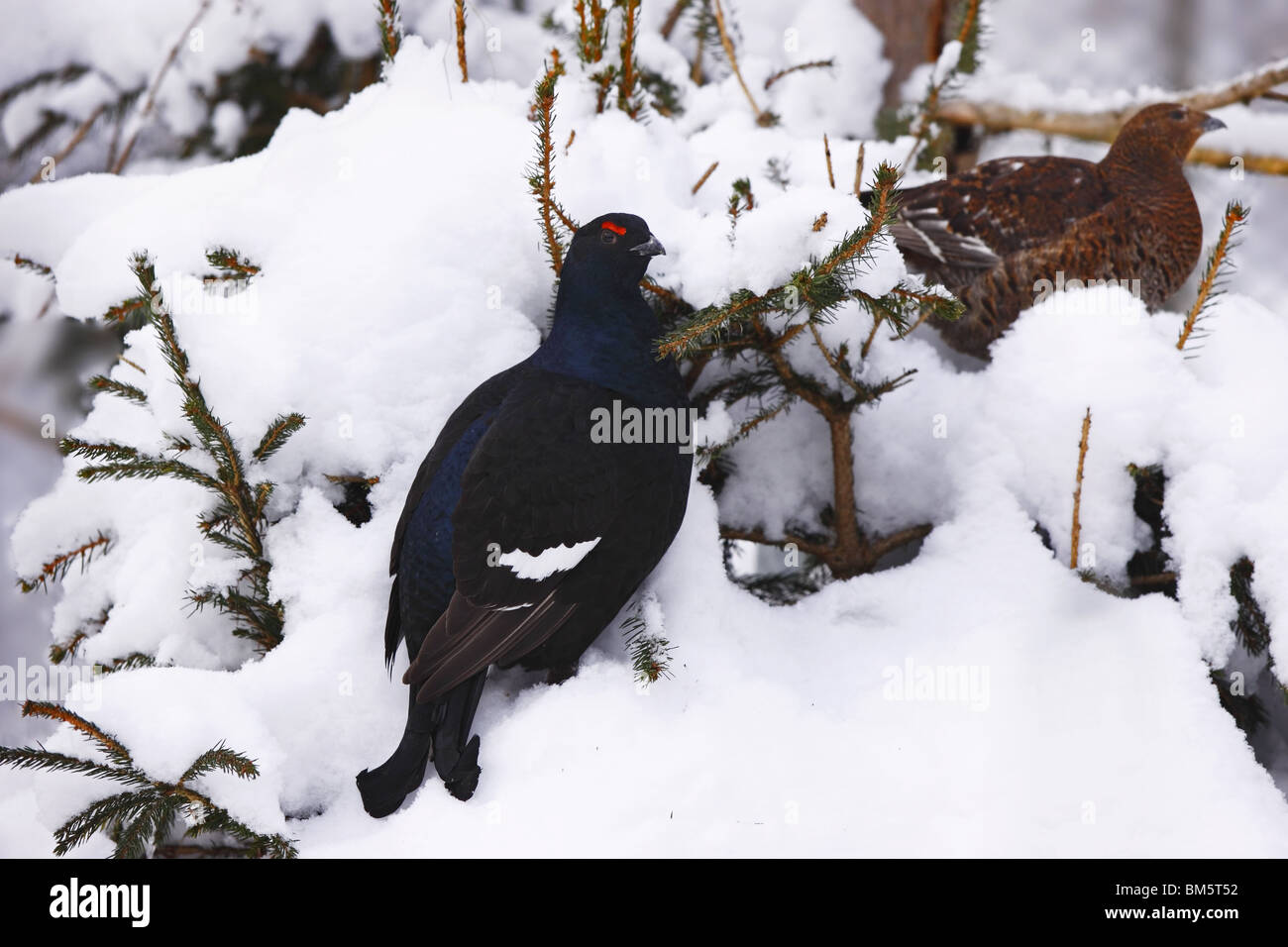 Tétras lyre Banque D'Images