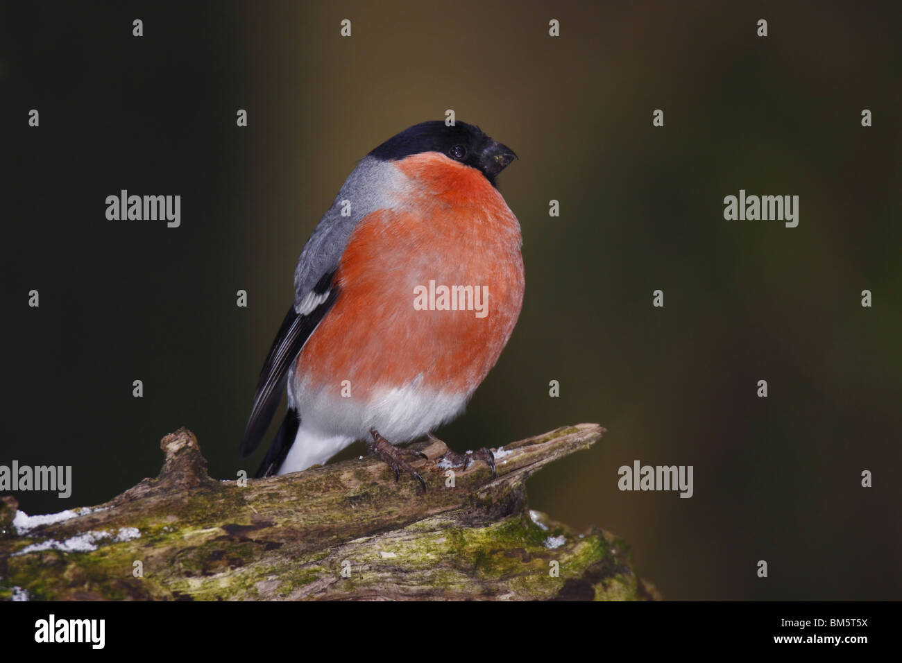 Fink, sang, Bouvreuil Bouvreuil, commune, Banque D'Images