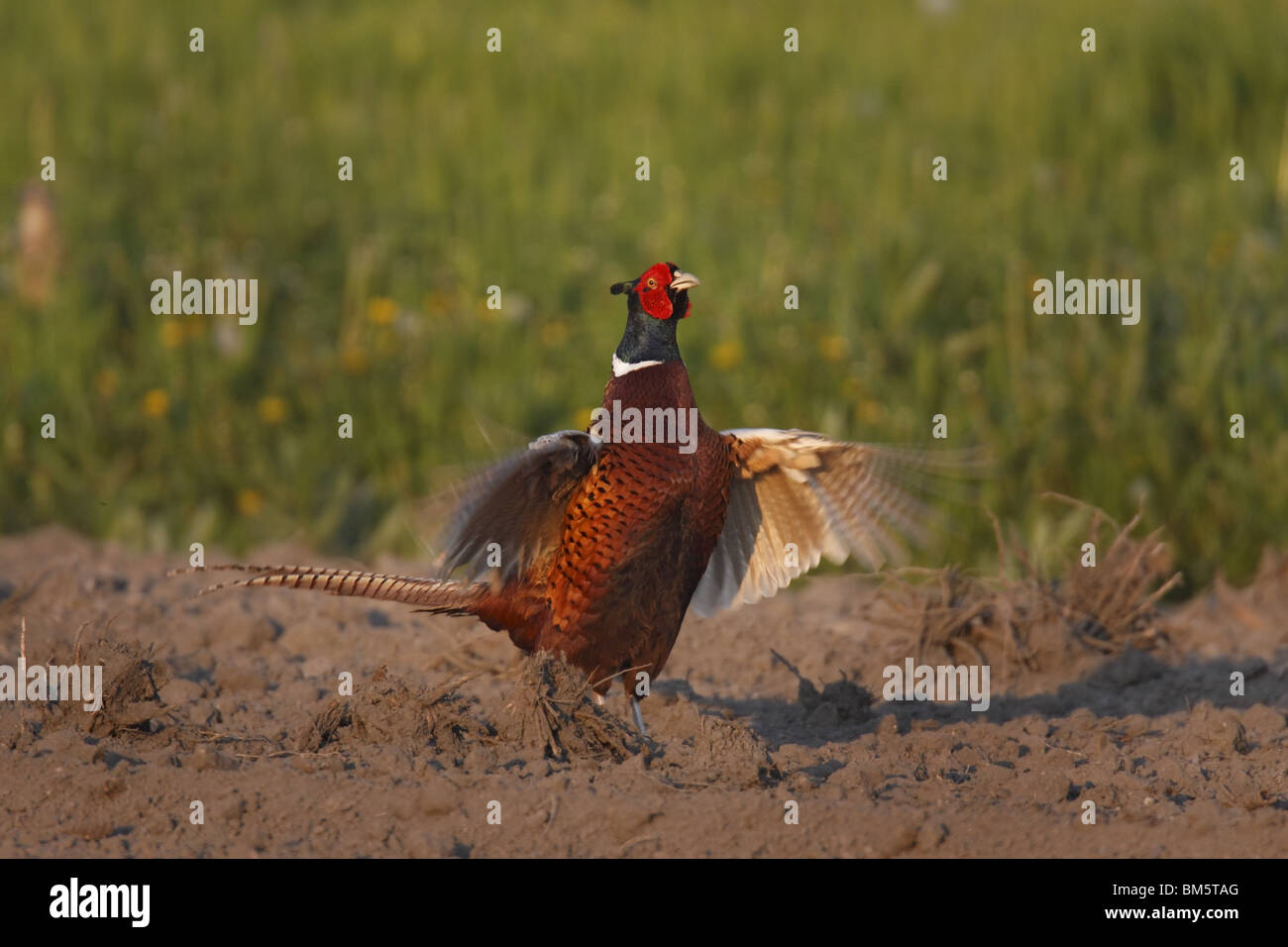 Phasianus colchicus Fasan,,,, le faisan commun Banque D'Images