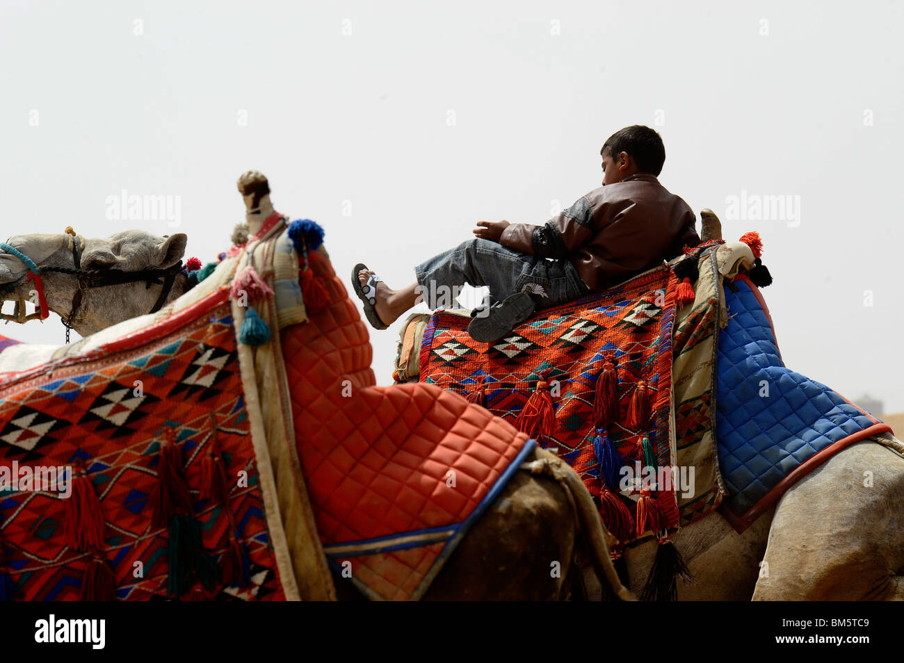 Jeune garçon égyptien jockey de chameau , prendre du repos , pyramides de Gizeh, Nécropole de Gizeh bordant ce qui est aujourd'hui El Giza, Le Caire , Egypte Banque D'Images