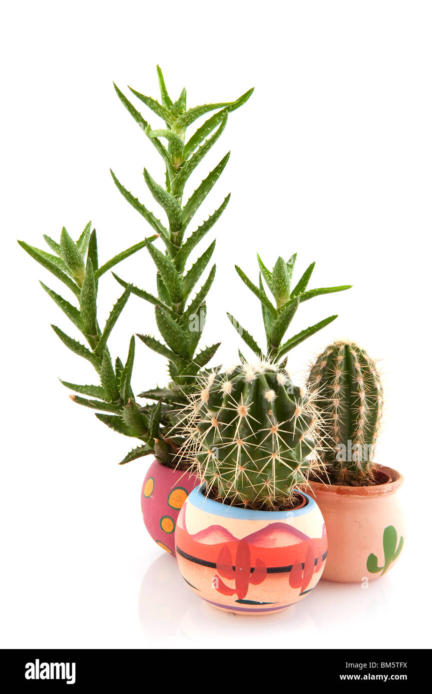 Cactus épineux et succulent avec épines acérées sur fond blanc Banque D'Images