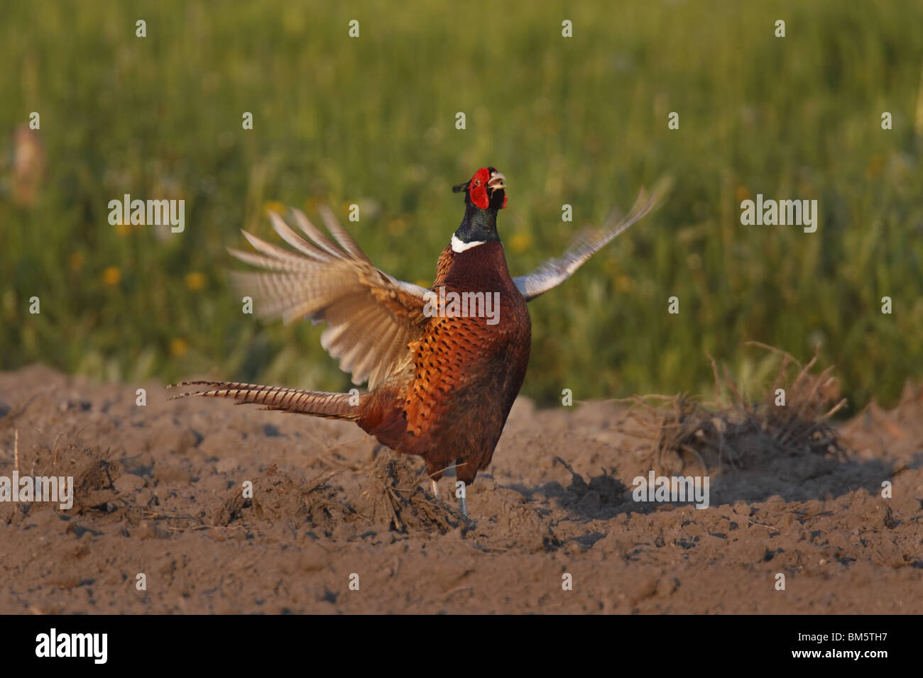 Phasianus colchicus Fasan,,,, le faisan commun Banque D'Images