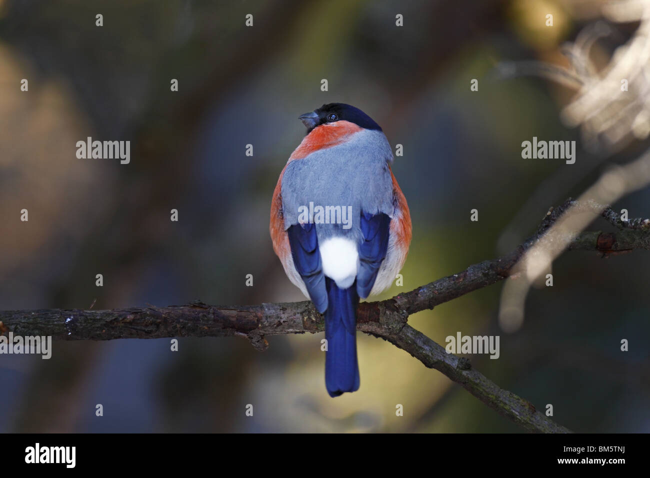 Fink, sang, Bouvreuil Bouvreuil, commune, Banque D'Images