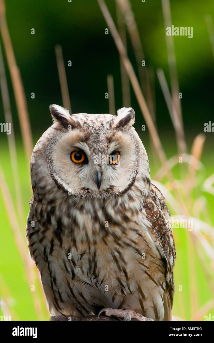 Hibou grand-duc Banque D'Images