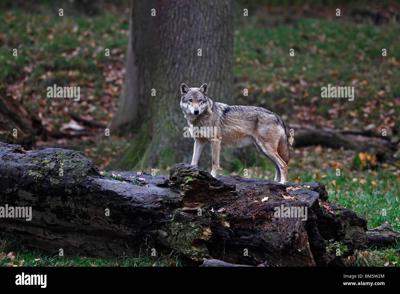 Le loup, Canis lupus, Banque D'Images