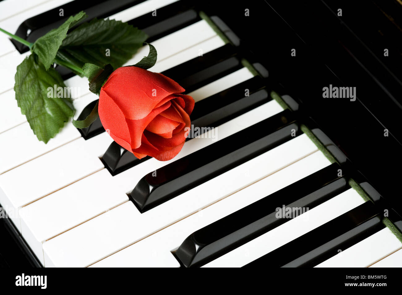 Touche de piano et rose close up shot Banque D'Images