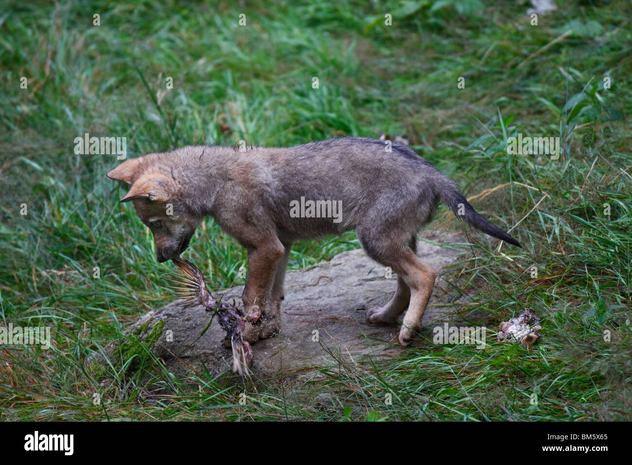 Le loup, Canis lupus, Jung, welpe, jungtier Banque D'Images