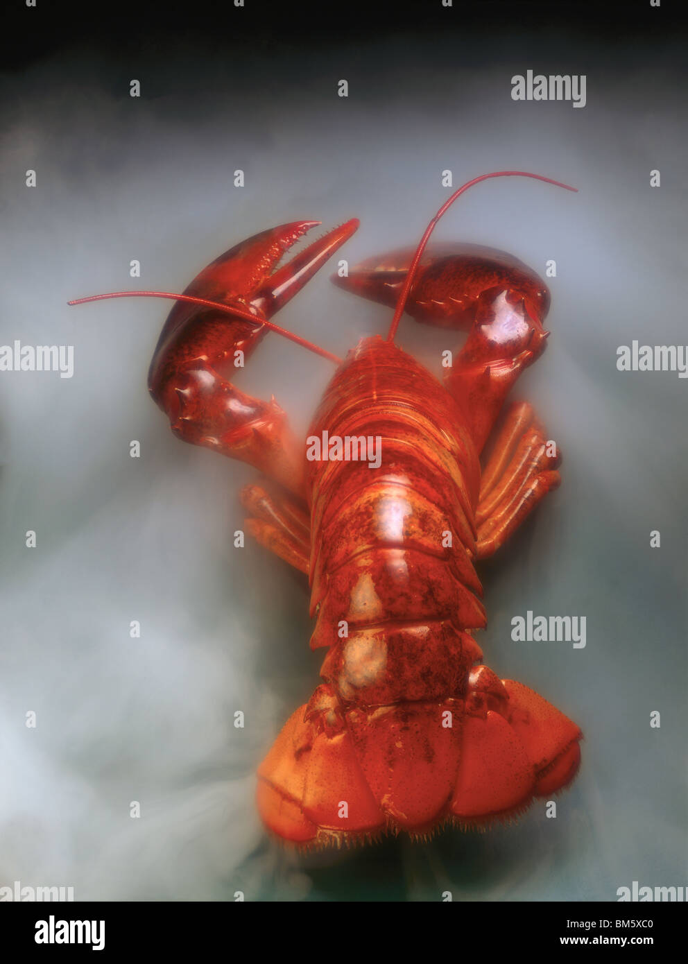 Homard griffus dans une mer de la vapeur Banque D'Images