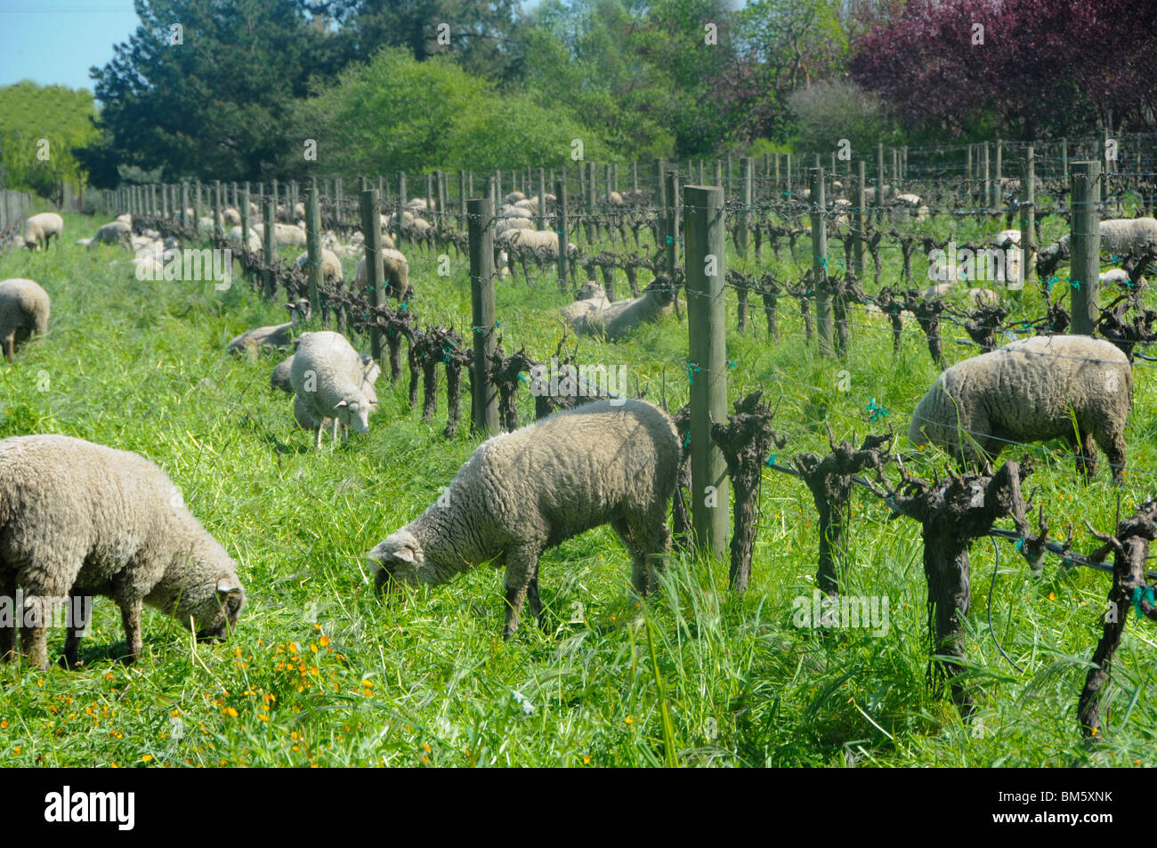 Les mangeurs de mauvaises herbes à Vineyard Banque D'Images