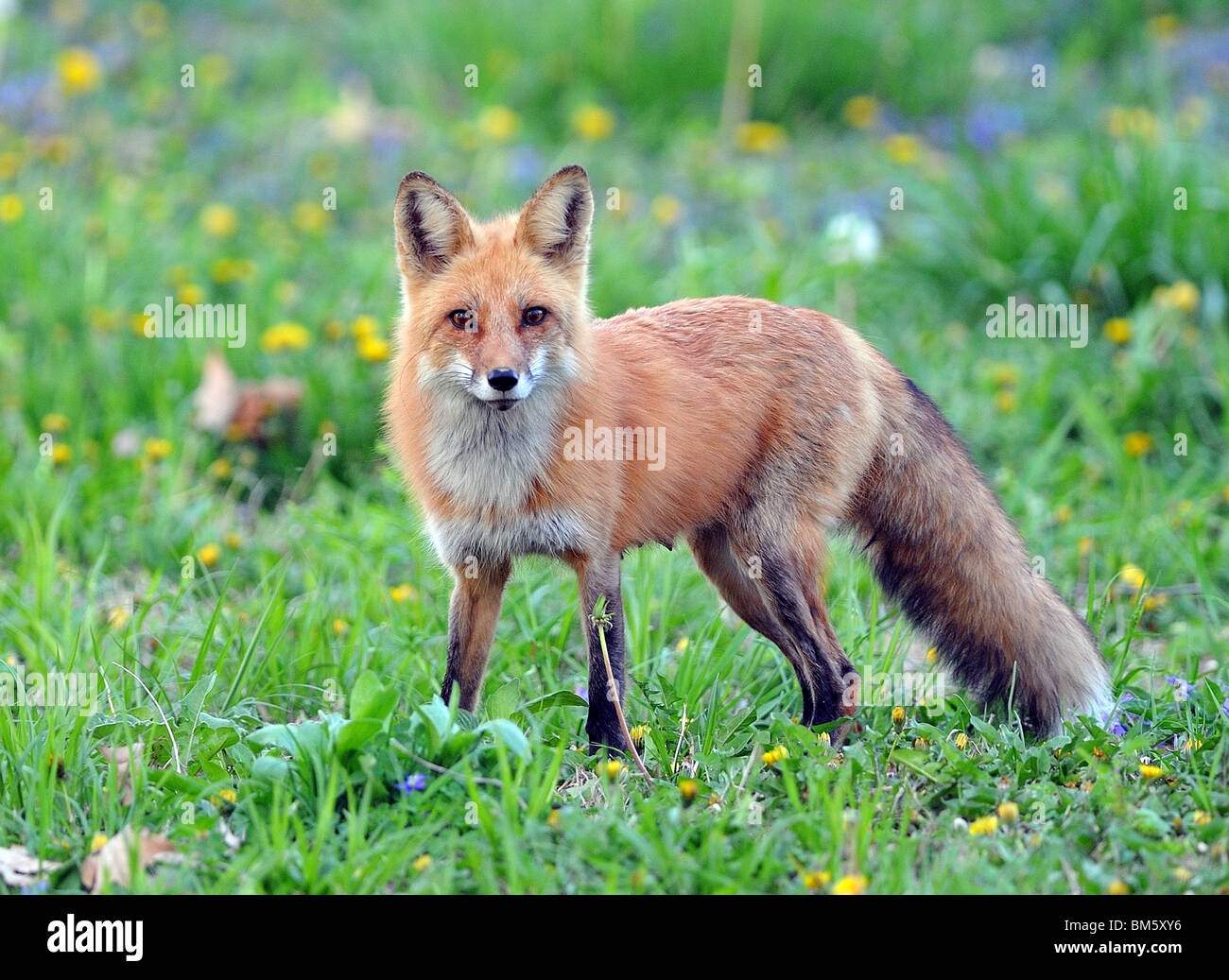 Mère fox à l'état sauvage, de l'Indiana. Banque D'Images