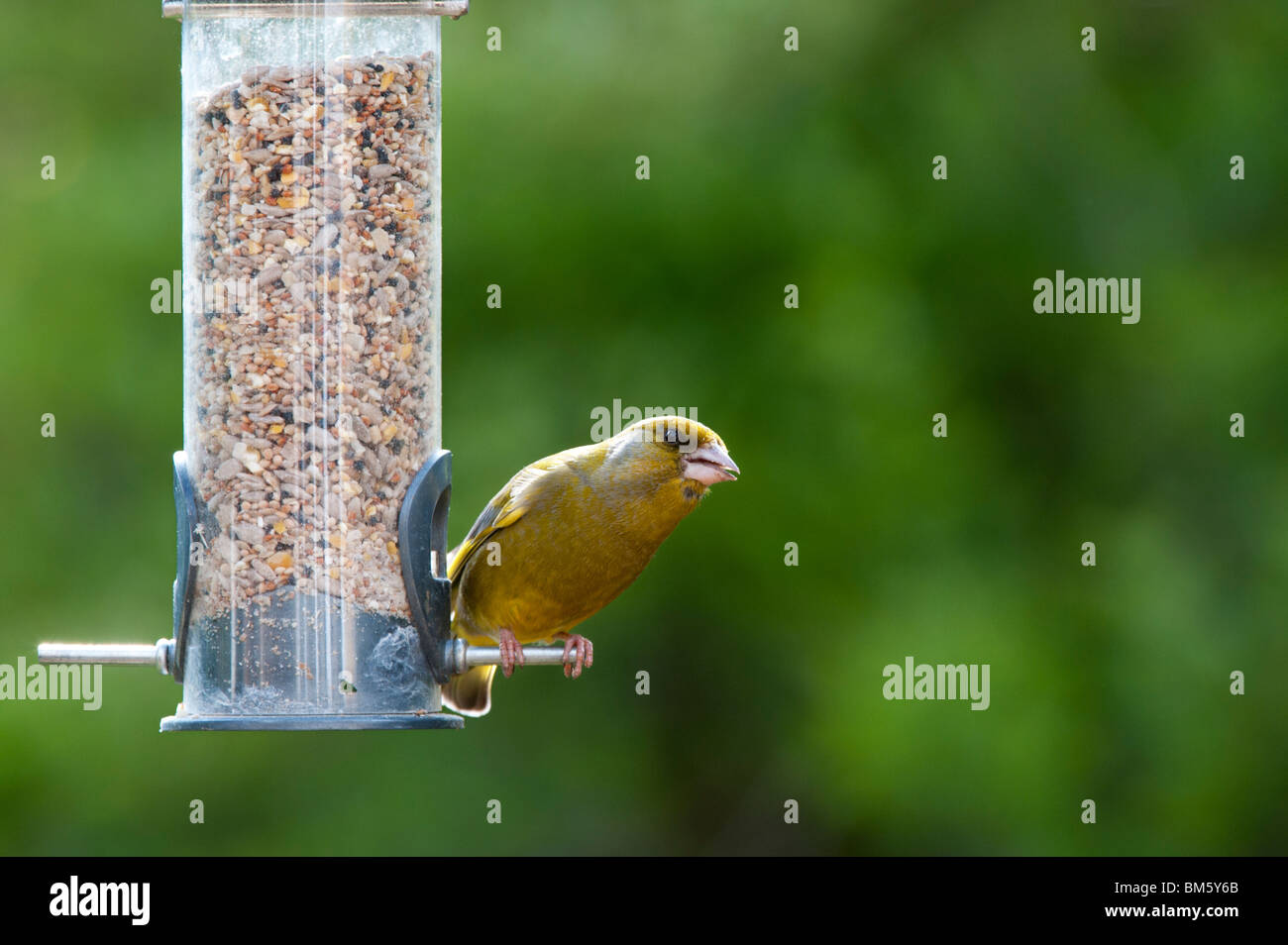 Carduelis chloris. Verdier d'Europe mâle se nourrissant d'une alimentation pour oiseaux Banque D'Images