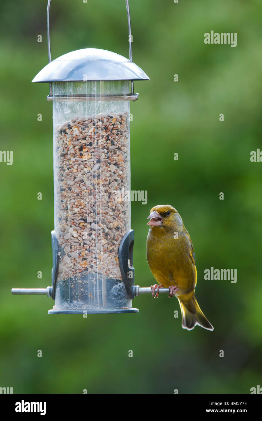 Carduelis chloris. Verdier d'Europe mâle se nourrissant d'une alimentation pour oiseaux Banque D'Images