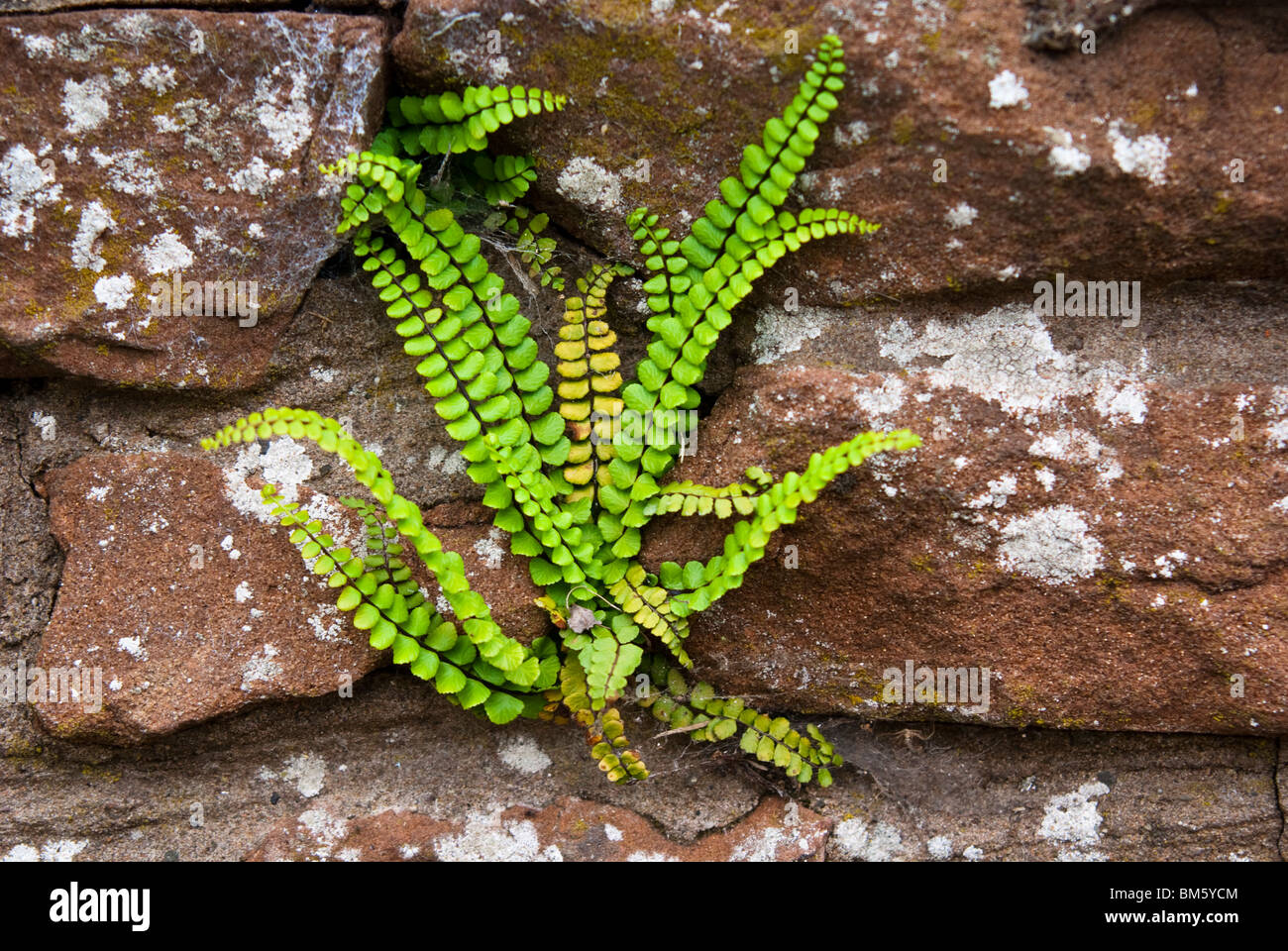 Maidenhair spleenwort fern Banque D'Images