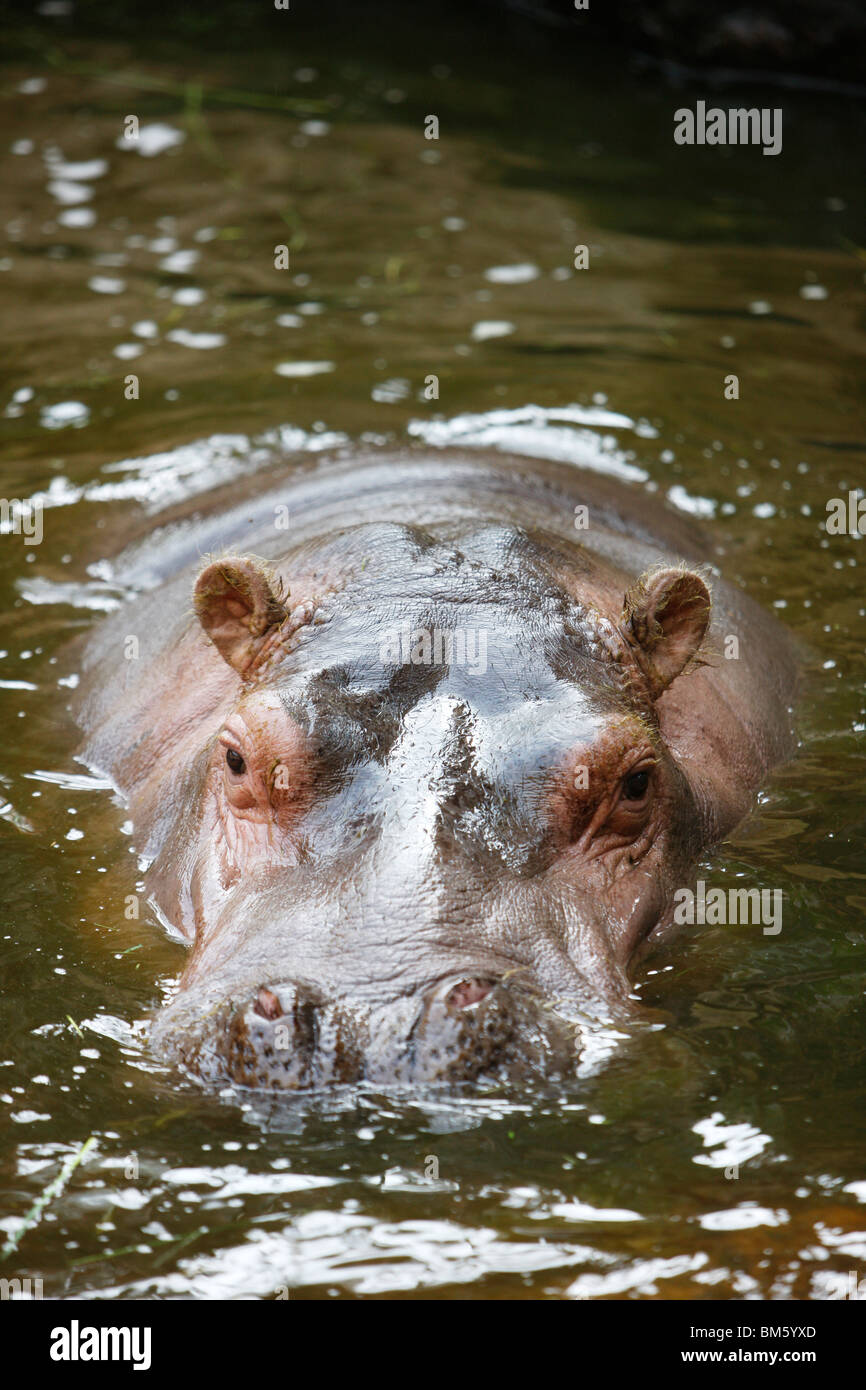 Hippopotame dans un zoo. Banque D'Images