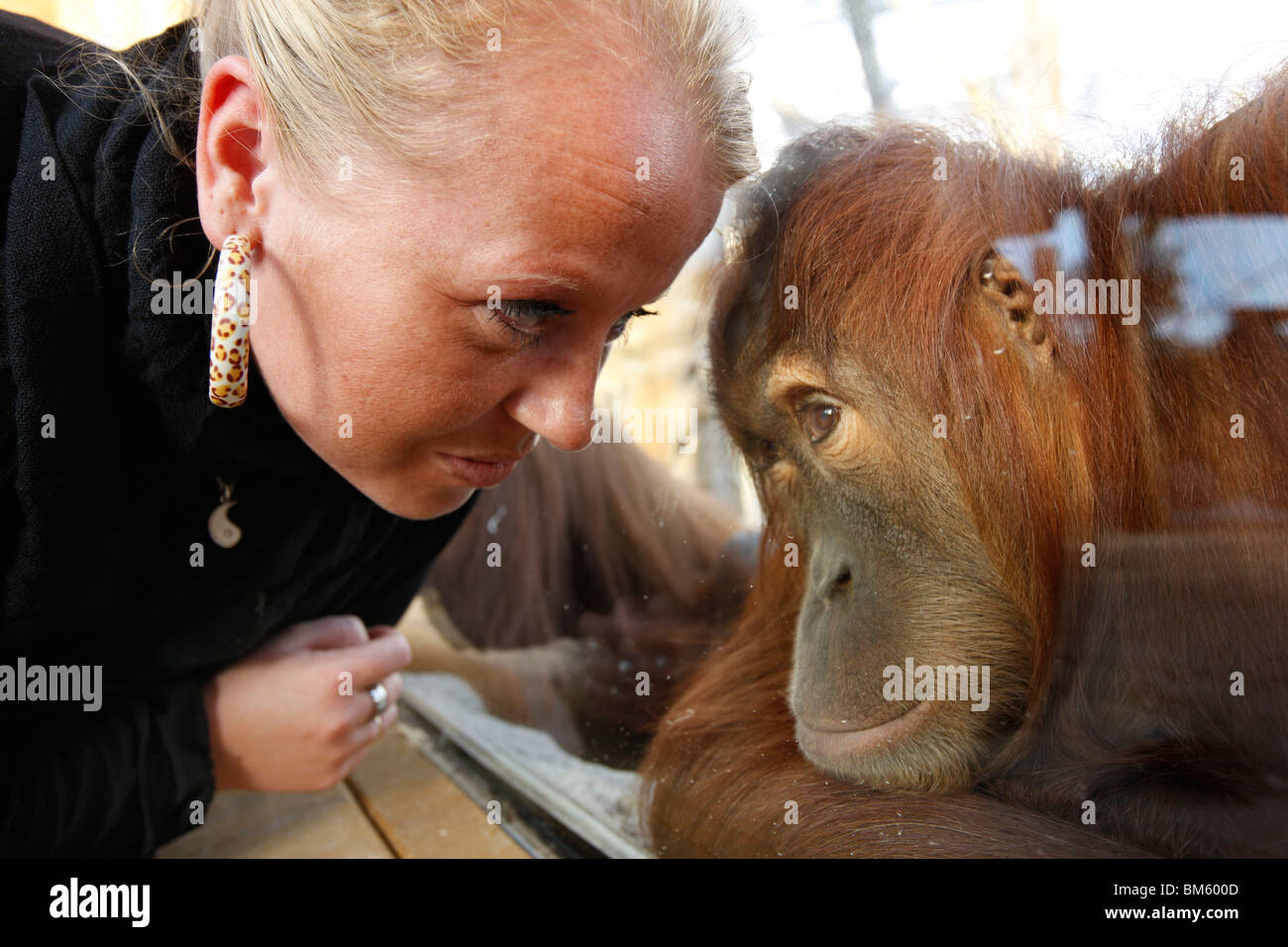 L'orang-outang, orang-outan, singe dans un zoo. Banque D'Images
