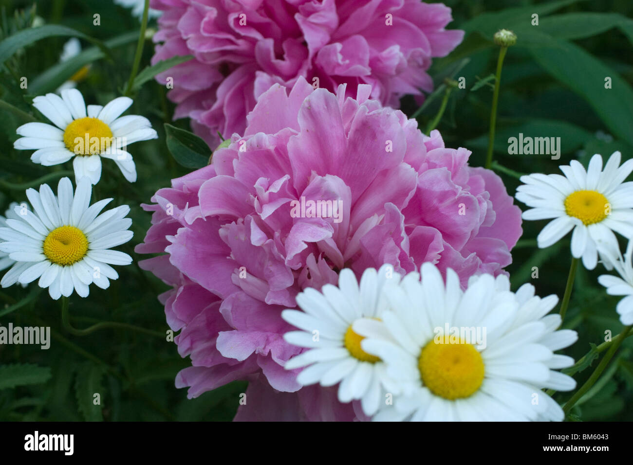 Les Pivoines roses et marguerites blanches dans le jardin fleuri. Banque D'Images