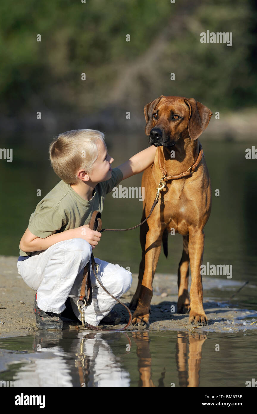 Le Rhodesian Ridgeback (Canis lupus familiaris). Jeune garçon avec chien adulte sur une mise à l'eau. Banque D'Images
