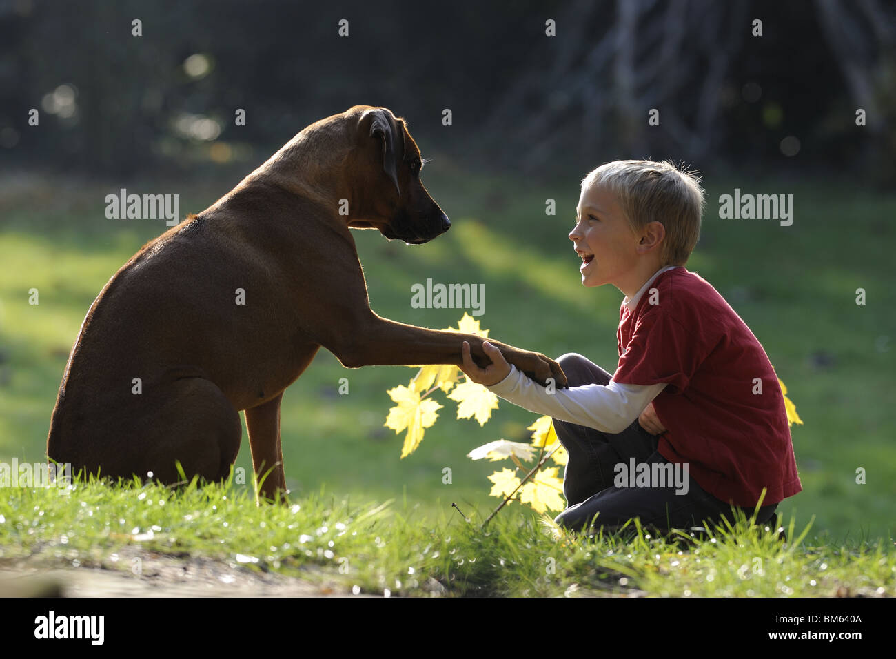 Le Rhodesian Ridgeback (Canis lupus familiaris). Jeune garçon assis avec chien adulte sur une pelouse. Banque D'Images