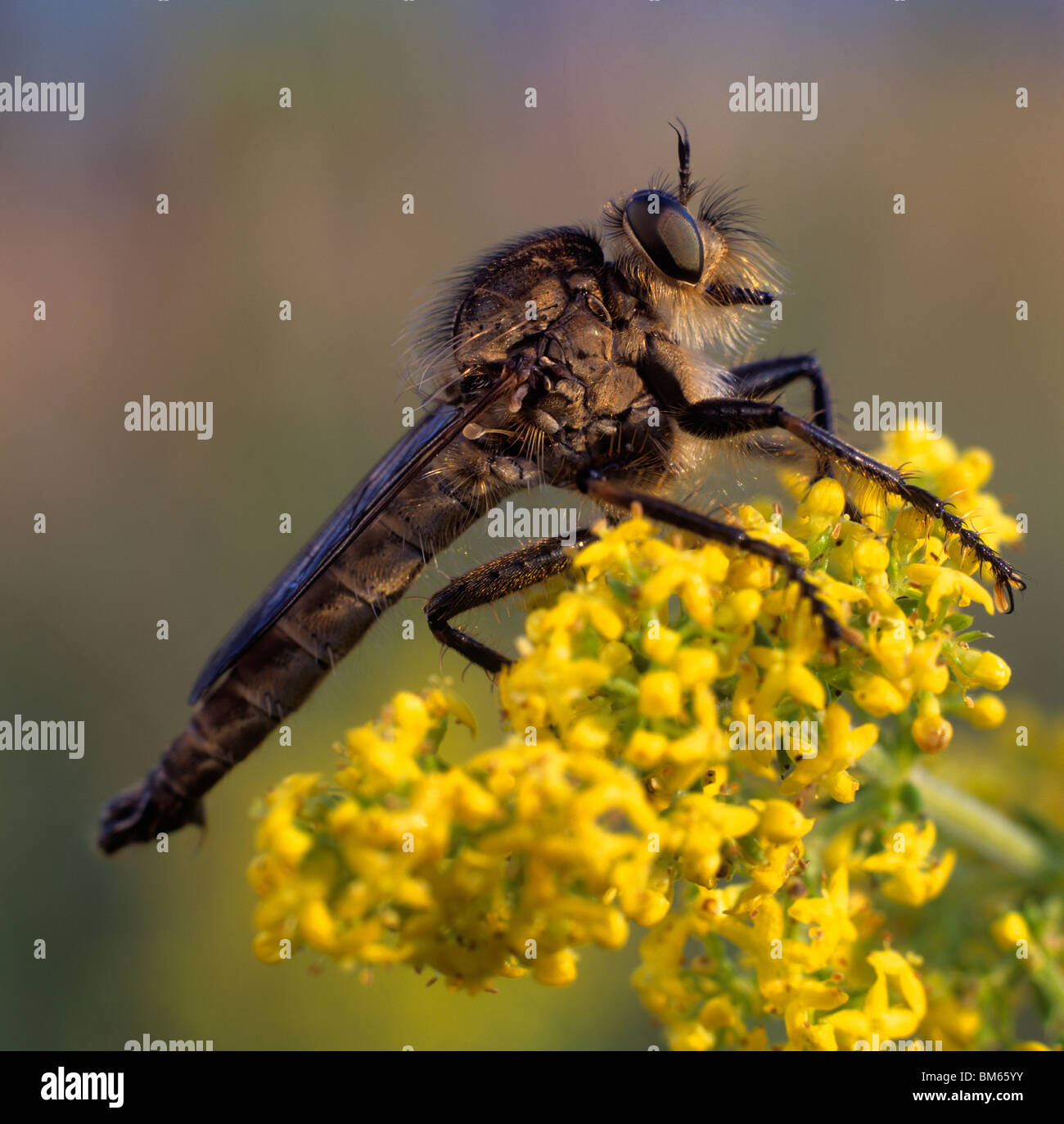 Robber Fly (Pamponerus germanicus) sur une fleur jaune. Banque D'Images