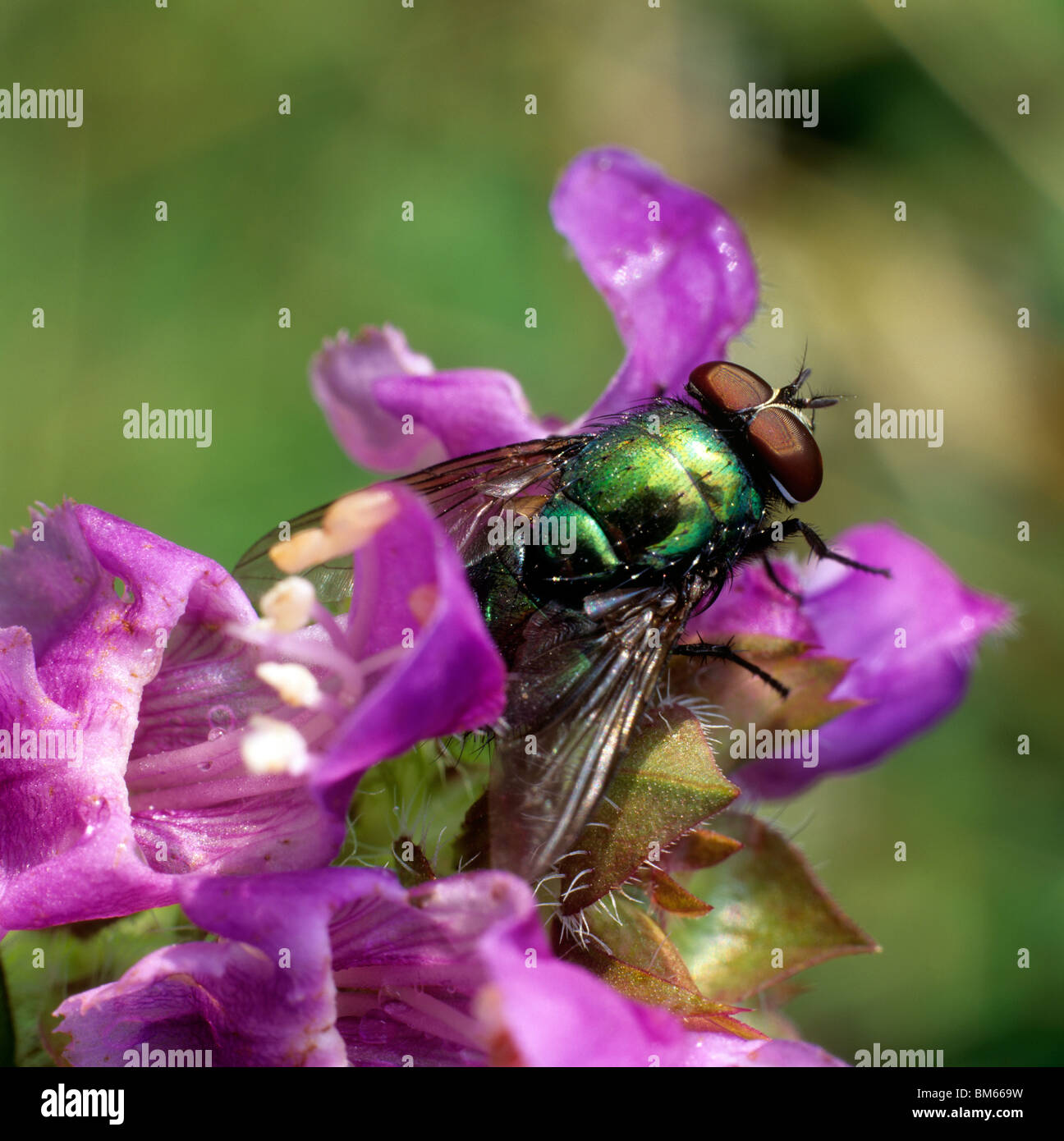 Neomyia cornicina métalique (fly) sur une fleur. Banque D'Images