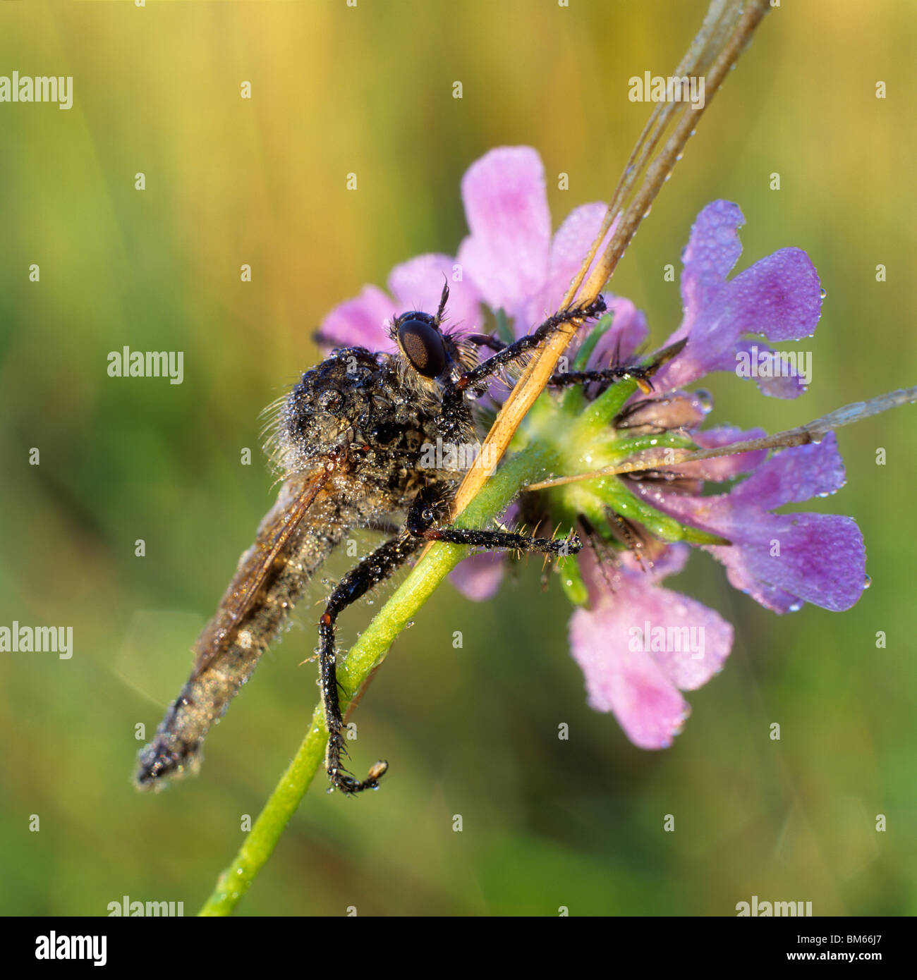 Robber Fly (Dasypogon diadema) sur une fleur. Banque D'Images