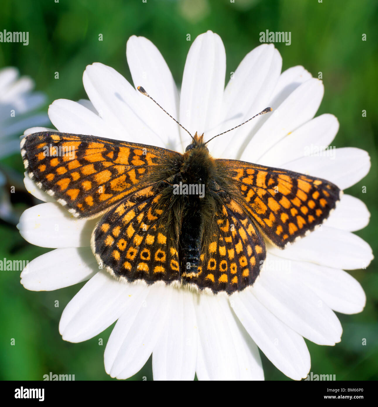 Petite perle-bordé Fritillary, argent-bordé fritillary (Boloria selene, Clossiana selene). Des profils sur une fleur. Banque D'Images