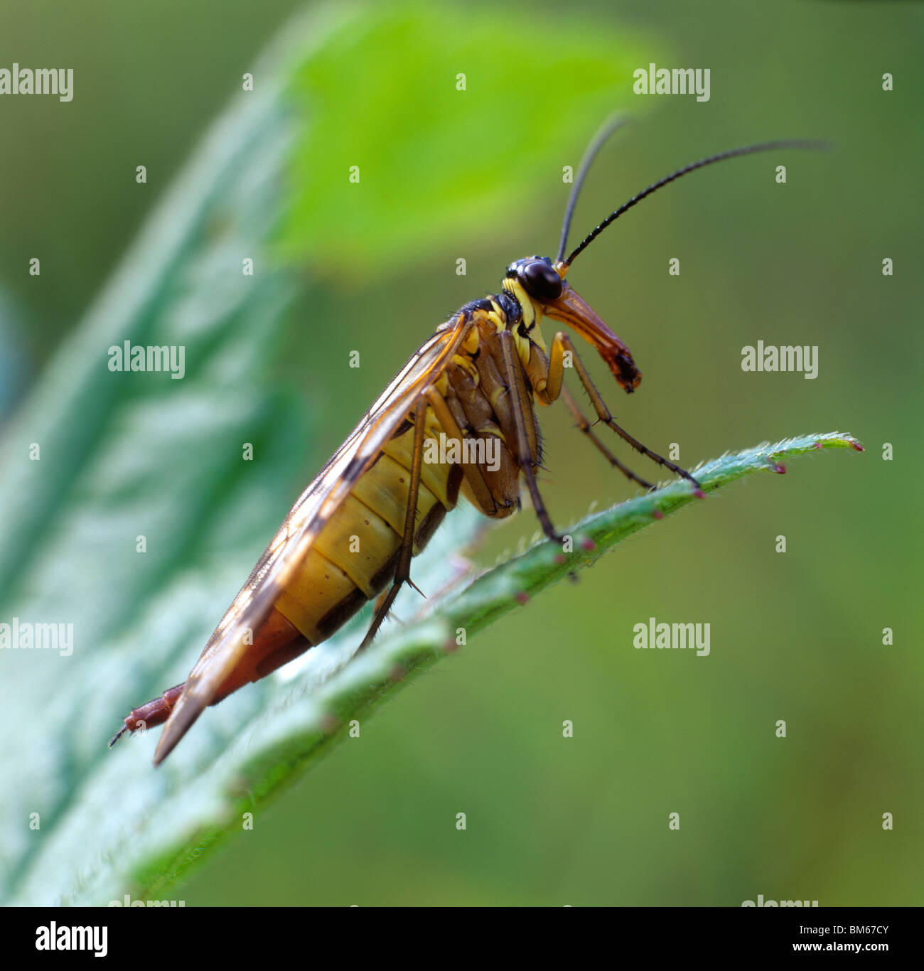 Scorpionfly (Panorpa communis commun), des profils sur une feuille. Banque D'Images