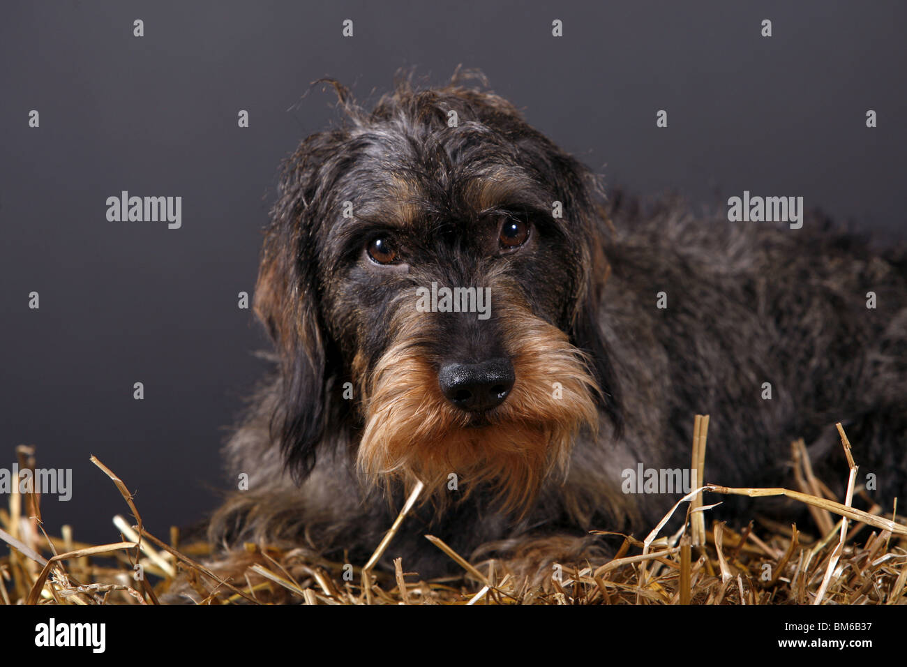 Wiredhaired Teckel Banque D'Images