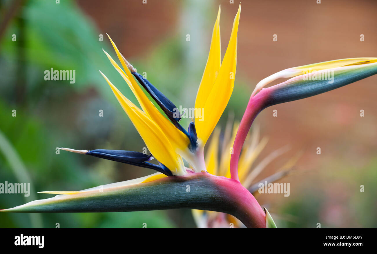 Strelitzia reginae. Crane Fleur, oiseau du paradis fleur. UK Banque D'Images