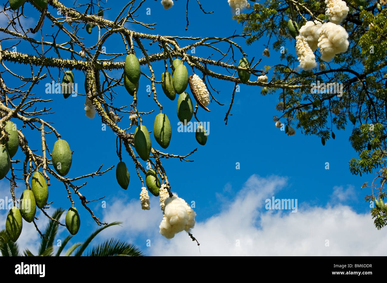 Gros plan des graines de graines de graines de graines de graines de graines de kapok latin ceiba pentandra Madère Portugal Europe Banque D'Images Gros plan des graines de graines de graines de graines de graines de graines de kapok latin ceiba pentandra Madère Portugal Europe Banque D'Images