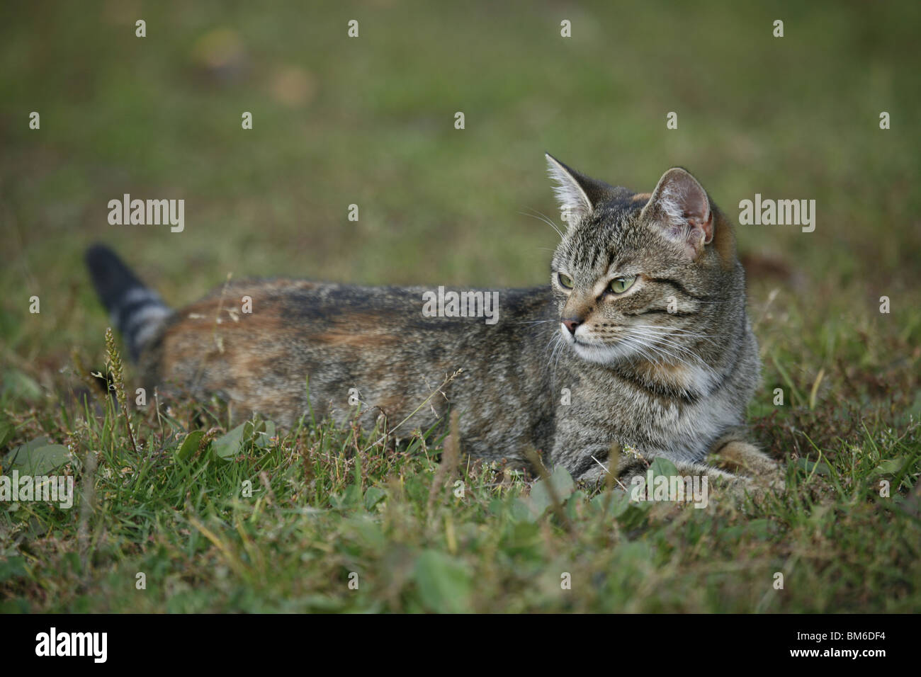Katze liegt im Gras / cat lying in grass Banque D'Images
