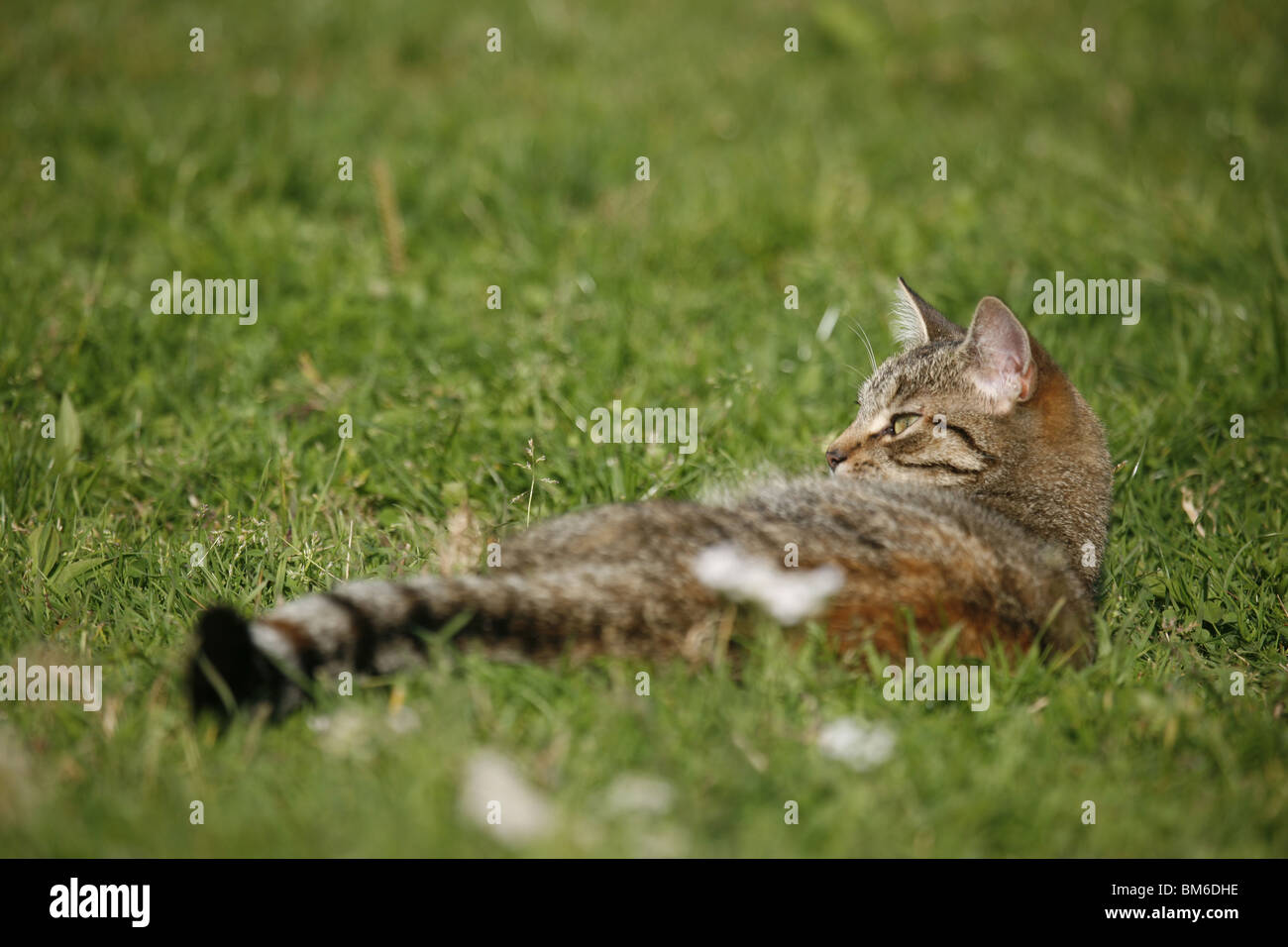 Katze liegt im Gras / cat lying in grass Banque D'Images