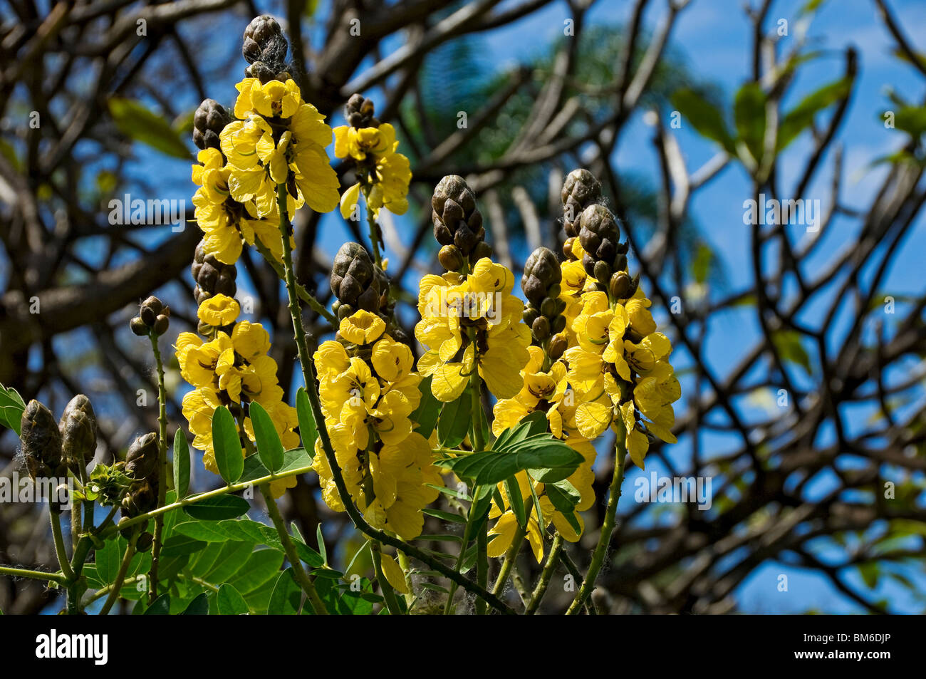 Gros plan de fleurs jaunes de cassia didymobotrya Popcorn bush Madère Portugal UE Europe Banque D'Images