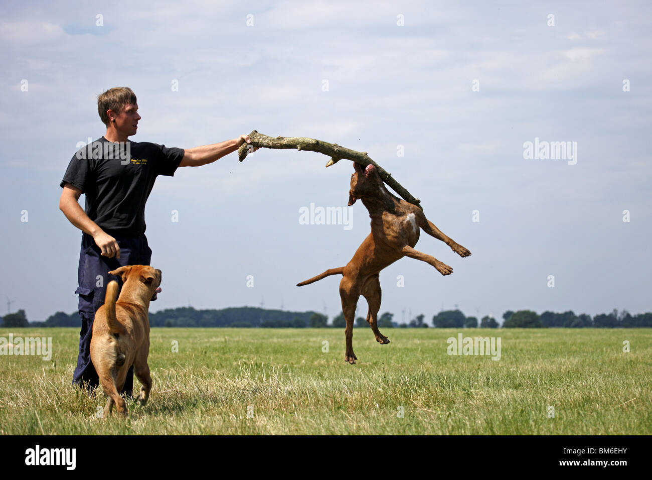 Springender American Pitt Bull / jumping American Pitbull Banque D'Images